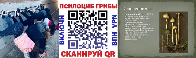 Галлюциногенные грибы Psilocybe  Малгобек 